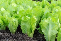 Bất ngờ loại rau giá rẻ là thuốc ngủ tự nhiên, giảm stress 