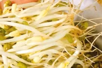 Mua giá đỗ thấy điểm này thì nhớ tránh xa kẻo tiền mất tật mang