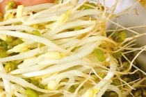 Mua giá đỗ thấy điểm này thì nhớ tránh xa kẻo tiền mất tật mang