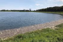 Hà Nội: Cá lại chết hàng loạt tại hồ điều hoà Yên Sở