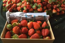 Chạm vào không mua, khách bị chủ hàng dâu tây mắng “rỗ mặt“