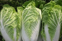 Cải thảo phun thuốc có 4 đặc điểm sau, tránh xa kẻo rước bệnh