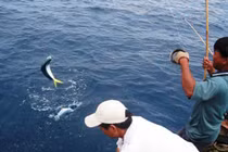 Mê câu cá, cần thủ cụt tay vì nhiễm "vi khuẩn ăn thịt người"