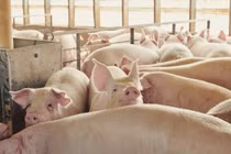 Giá heo hơi hôm nay 23/7: Đi ngang trên diện rộng