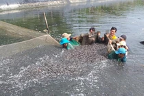 Loài tưởng bị tuyệt chủng ở Việt Nam, có người mang về ươm giống giàu to