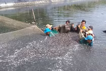 Loài tưởng bị tuyệt chủng ở Việt Nam, có người mang về ươm giống giàu to