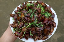 Kinh dị món đặc sản từ loài côn trùng vừa hôi vừa có thể gây mù lòa 