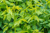 10 loại rau có hàm lượng canxi cao hơn cả sữa