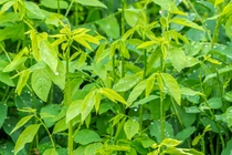 10 loại rau có hàm lượng canxi cao hơn cả sữa