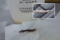 Uống hết cốc trà sữa, cô gái suýt nôn khi thấy con vật này