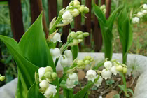 10 loài hoa đẹp nhưng độc, nhấm một chút...mất mạng như chơi 