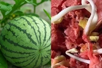 Vừa bổ dưa hấu, cô gái chết khiếp vì thấy điều cực dị này