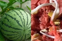 Vừa bổ dưa hấu, cô gái chết khiếp vì thấy điều cực dị này