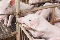 Giá heo hơi hôm nay 13/7: Miền Bắc - Nam biến động trái chiều