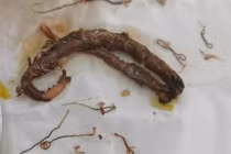 Hí hửng nấu lươn chồng bắt, vợ kinh hoàng khi thấy thứ này 