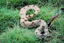 Leo núi gặp ngay “rắn thần”, người đàn ông vội vàng quỳ xuống