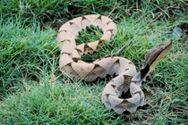 Leo núi gặp ngay “rắn thần”, người đàn ông vội vàng quỳ xuống