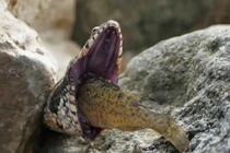 Đi dạo bên hồ, đứng tim thấy mãng xà gặp “kiếp nạn” sinh tử