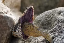 Đi dạo bên hồ, đứng tim thấy mãng xà gặp “kiếp nạn” sinh tử