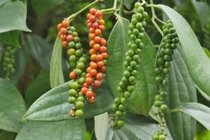 Giá tiêu hôm nay 13/7: Chững lại, cao nhất 70.000 đồng/kg