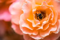 Sang năm 2024, 3 con giáp gieo phước gặp lành, của nả dồi dào 