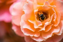 Sang năm 2024, 3 con giáp gieo phước gặp lành, của nả dồi dào 