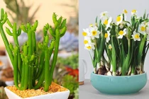 Giật mình 4 loại cây nên bỏ ngay trước Tết kẻo hại cả nhà