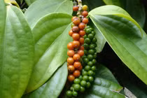 Giá tiêu hôm nay 19/7: Lấy lại đà tăng, cao nhất 70.500 đồng/kg