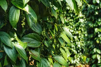 Giá tiêu hôm nay 17/7: Dao động từ 67.000 - 70.000 đồng/kg