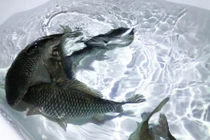 Bị phong thành, thiếu thức ăn, người phụ nữ nghĩ ra chiêu độc dự trữ thực phẩm