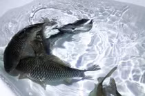 Bị phong thành, thiếu thức ăn, người phụ nữ nghĩ ra chiêu độc dự trữ thực phẩm