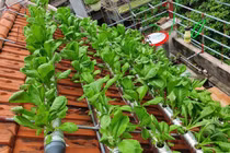 Độc đáo vườn rau xanh trên mái nhà của cô giáo ở Thái Bình