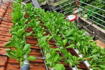 Độc đáo vườn rau xanh trên mái nhà của cô giáo ở Thái Bình