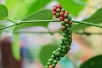 Giá tiêu hôm nay 9/8: Đứng yên, cao nhất 74.000 đồng/kg