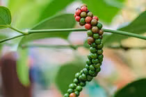 Giá tiêu hôm nay 9/8: Đứng yên, cao nhất 74.000 đồng/kg