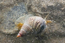 Loại ốc được cho cũng phải vứt, đừng tiếc kẻo mất mạng 