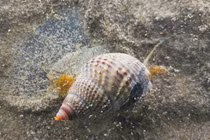 Loại ốc được cho cũng phải vứt, đừng tiếc kẻo mất mạng 