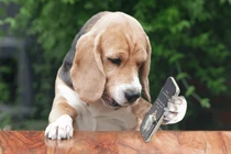 Đang dọn dẹp thì mất điện thoại, phát hiện kẻ cắp không ngờ 