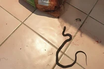 Người mẹ dũng cảm chiến đấu với rắn cứu con nhỏ