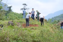 Xã hội hóa nguồn lực trồng rừng