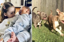 Hãi hùng chó pit bull cắn tử vong hai đứa trẻ