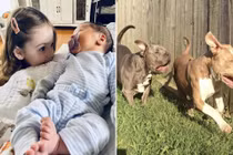 Hãi hùng chó pit bull cắn tử vong hai đứa trẻ