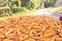 Về quê động vào thứ này, cô gái hỏng luôn phổi 