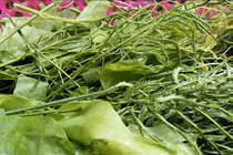 Loại rau đứng xa cả mét vẫn thấy hôi lại là món ngon khó cưỡng