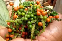 Giá tiêu hôm nay 6/8: Tiếp tục tăng, cao nhất 74.500 đồng/kg