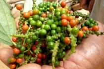 Giá tiêu hôm nay 6/8: Tiếp tục tăng, cao nhất 74.500 đồng/kg