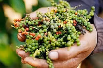 Giá tiêu hôm nay 15/7: Tiếp tục đi ngang tại tỉnh trọng điểm