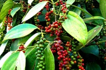 Giá tiêu hôm nay 27/7: Đi ngang trên diện rộng