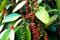 Giá tiêu hôm nay 27/7: Đi ngang trên diện rộng