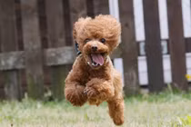 Cáu giận vì chó cưng đá vào bụng, nào ngờ “linh thú” báo ân